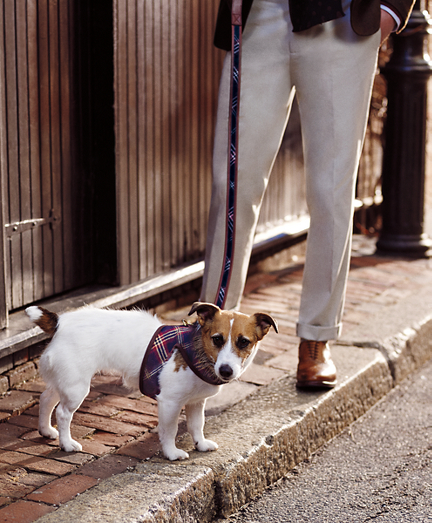 brooks brothers dog collar